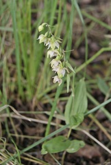 Epipactis
