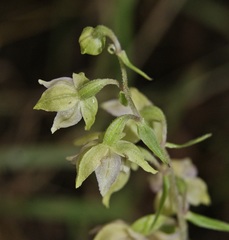Epipactis