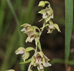 Epipactis