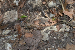 Plestiodon tetragrammus brevilineatus