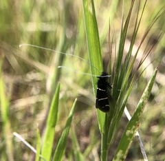 Adela trigrapha