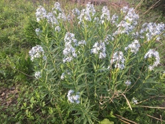 Amsonia