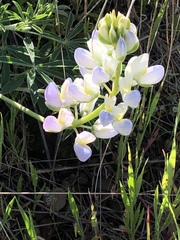 Lupinus variicolor