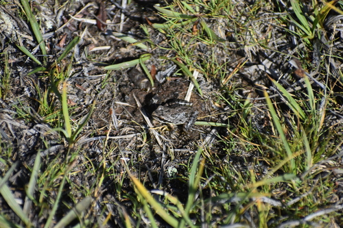 iNaturalist observation photo of Pacific chorus frog