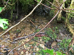 Pterostichus amethystinus