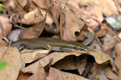 Plestiodon tetragrammus brevilineatus