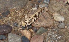 Dissosteira spurcata