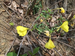 Oenothera argillicola