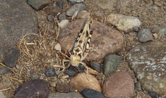 Dissosteira spurcata