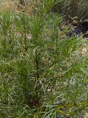 Dicranocarpus parviflorus