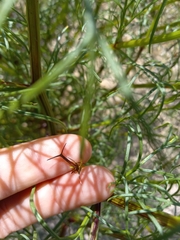 Dicranocarpus parviflorus