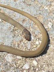 Eirenis modestus semimaculatus