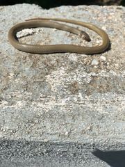 Eirenis modestus semimaculatus