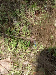 Enallagma doubledayi