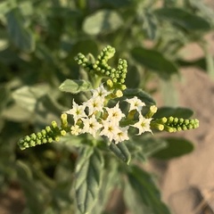Heliotropium ciliatum