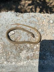 Eirenis modestus semimaculatus