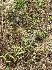 Enallagma doubledayi