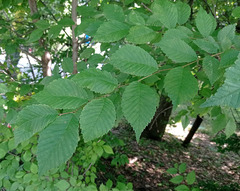 Ulmus ×hollandica