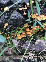Xeromphalina