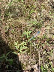 Enallagma doubledayi