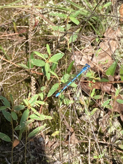 Enallagma doubledayi