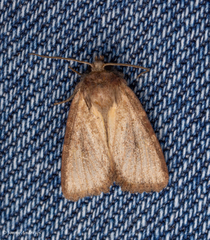Photedes minima