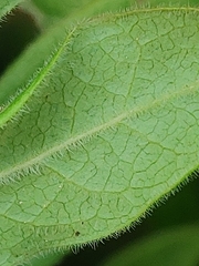 Vaccinium myrtilloides image
