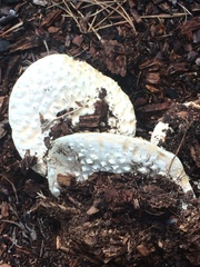 Amanita magniverrucata