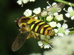 Epistrophella emarginata