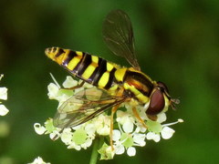 Epistrophella emarginata