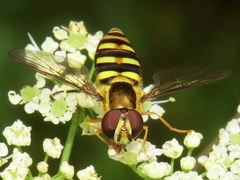 Epistrophella emarginata