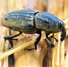Sphenophorus venatus