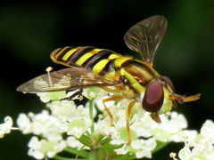 Epistrophella emarginata