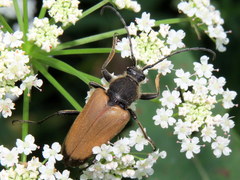 Trigonarthris