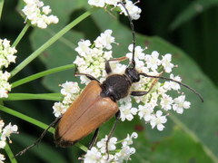 Trigonarthris