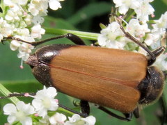 Trigonarthris