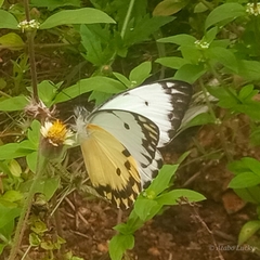 Belenois calypso calypso