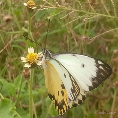Belenois calypso calypso