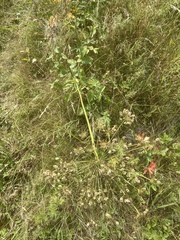 Laserpitium latifolium