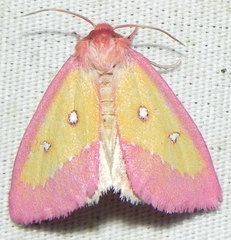 Derrima stellata
