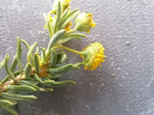 Image of Euryops lateriflorus by no rights reserved