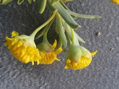 Euryops lateriflorus