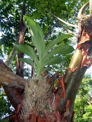Catasetum integerrimum