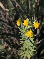 Euryops lateriflorus