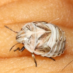 Psacasta tuberculata