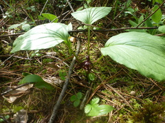 Trillium petiolatum
