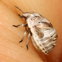 Psacasta tuberculata