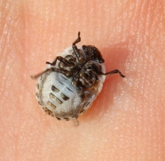 Psacasta tuberculata