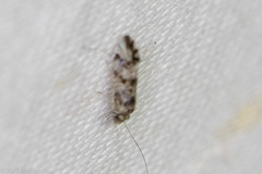 Ptycta polluta