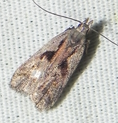 Dichomeris bilobella